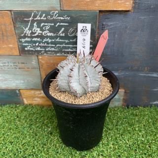 ホリダ 現物商品