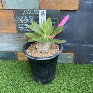 Pachypodium densiflorumʪ