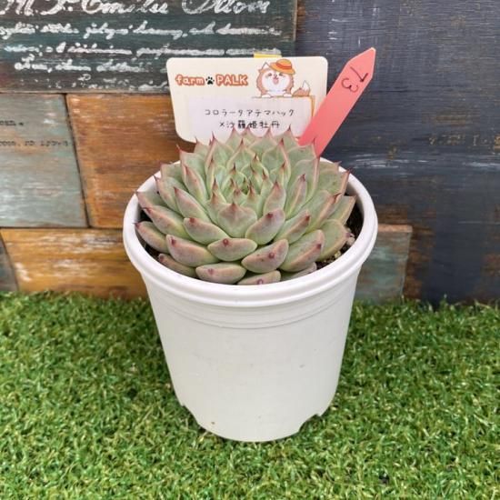 コロラータアテマハック×沙羅姫牡丹 現物商品 - 多肉植物 人気の多肉