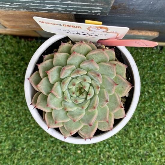 コロラータアテマハック×沙羅姫牡丹 現物商品 - 多肉植物 人気の多肉