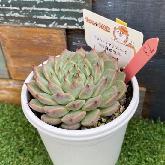 コロラータアテマハック×沙羅姫牡丹 現物商品 - 多肉植物 人気の多肉
