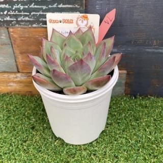  (֥åХx c,Yecora)x顼ƥޥϥåʪ