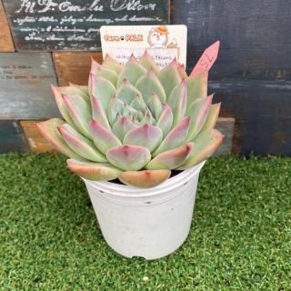  chihuahuaensis, Yecorax(󥼥xc.ƥޥϥå)ʪ