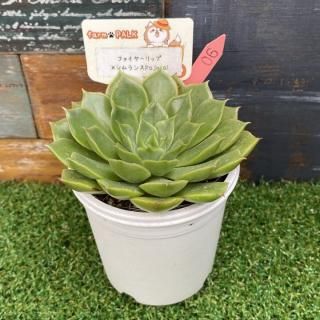 ե䡼åסߥPa jonalʪ