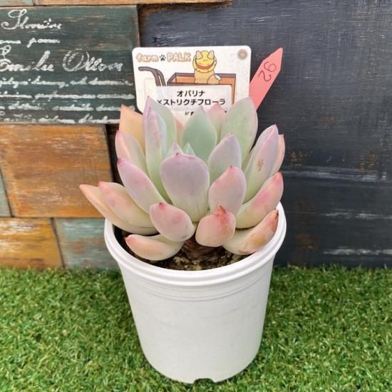 オパリナ×ストリクチフローラ 現物商品 - 多肉植物 人気の多肉
