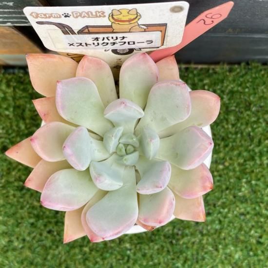 ✨同梱600円♥️23 FACTORY／ストリクチフローラ交配(双頭) 多肉植物 ✨同梱600円♥️23 FACTORY／ストリクチフローラ交配(双頭) 多肉