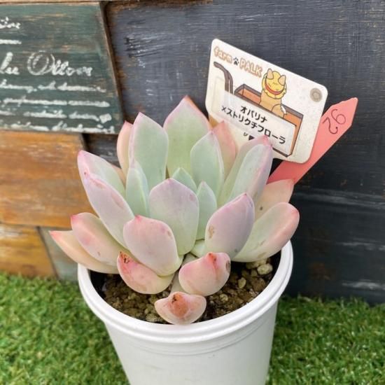 ✨同梱600円♥️23 FACTORY／ストリクチフローラ交配(双頭) 多肉植物 ✨同梱600円♥️23 FACTORY／ストリクチフローラ交配(双頭) 多肉