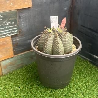 バリダ 現物商品