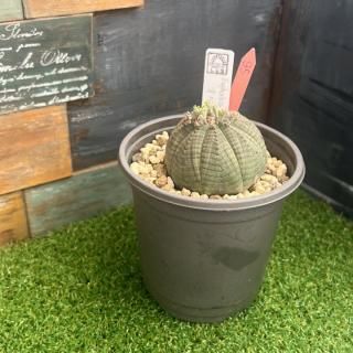 オベサ 現物商品