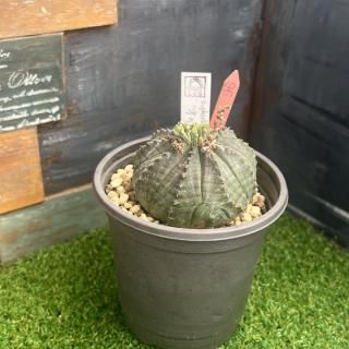 オベサ 現物商品