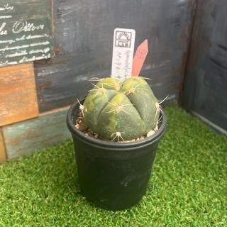 ペンタカンサ錦 現物商品