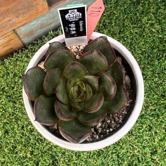 優木園さん苗 伊弉冉と伊弉諾のセット 札付き No.52