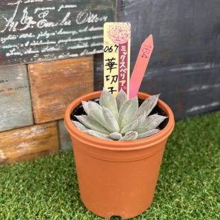 ミックスベリア 華切子  現物商品