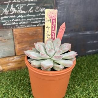 ミックスベリア ウエディングベル 現物商品
