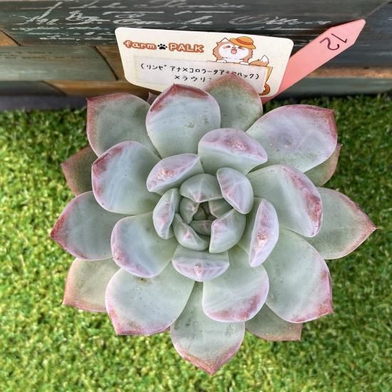 サボテン相談室　コロラータリンゼアナ×コロラータアテマハック札付きポットごと サボテン相談室 コロラータリンゼアナ×コロラータアテマハック札