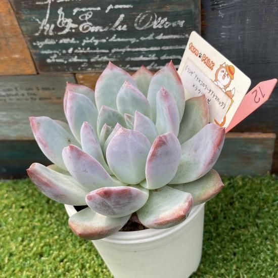 リンゼアナ×コロラータアテマハック）×ラウリンゼ 現物商品