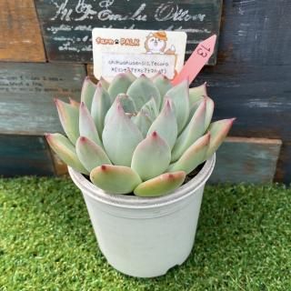  chihuahuaensis, Yecorax(󥼥xc.ƥޥϥå)ʪ