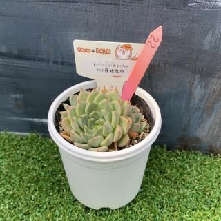 ȥХ󥷥ȥХߺɱðʪ