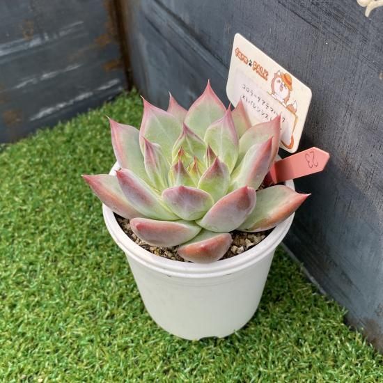 多肉植物　特注ランダムパック　専用 セダム 秋麗 【多肉植物 2.5号／1個～】｜ 【植物のITANSE