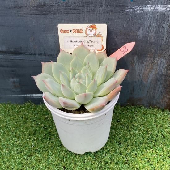 多肉植物　コロラータxバーバラ 交配苗の魅力 | 無職インセクトの多肉&アクアリウム