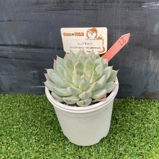 åɥСcuspidata var.gemmulaʪ