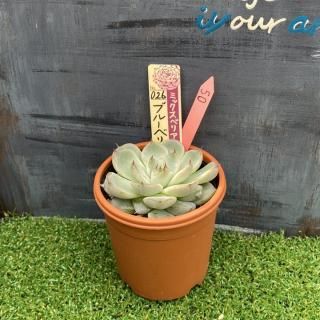 ߥå٥ꥢ   ֥롼٥꡼ࡼ󡡸ʪ