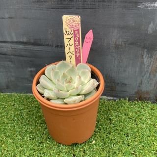 ߥå٥ꥢ   ֥롼٥꡼ࡼ󡡸ʪ