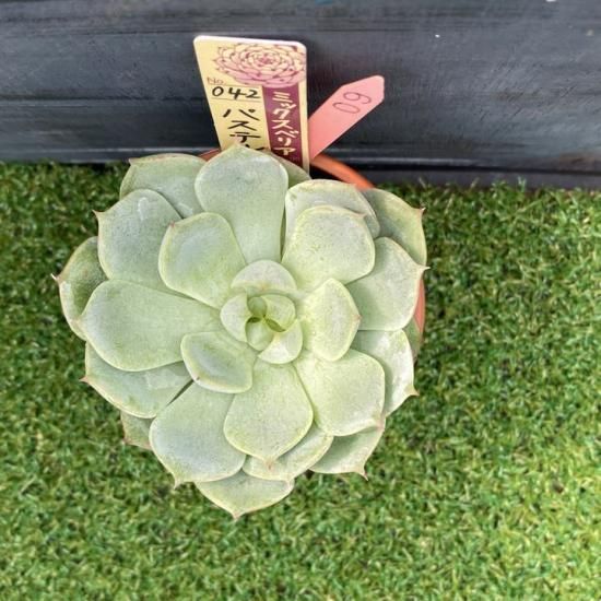 パステルブロッサム　札付き　おらいさんミックスベリア　多肉植物 パステルブロッサム ミックスベリア おらいさん苗 多肉植物