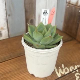 colorata 'Green Form'    ʪ
