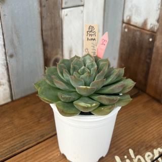 Bear cub leafġե䡼åxԥʡʪ