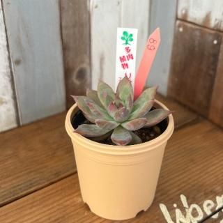 いとうグリーンで生産された多肉植物商品一覧ページ｜多肉植物通販専門