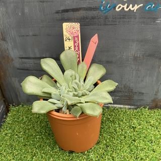 ミックスベリア 迷いの森 現物商品