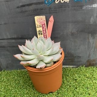 ミックスベリア 霜飾り 現物商品