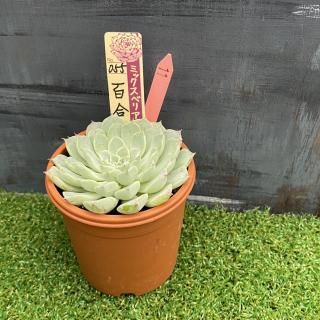 ミックスベリア 百合牡丹 現物商品