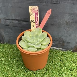 ミックスベリア 桜子   現物商品