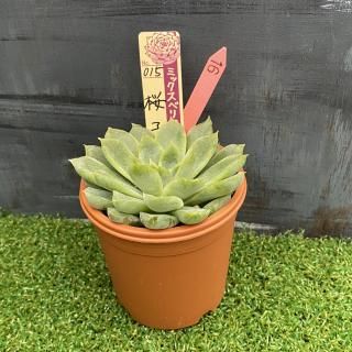 ミックスベリア 桜子   現物商品