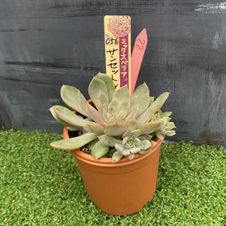 ミックスベリア サンセットグレイ  現物商品