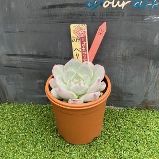 ミックスベリア ベリースフレ 現物商品