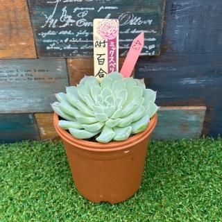 ミックスベリア 百合牡丹 現物商品