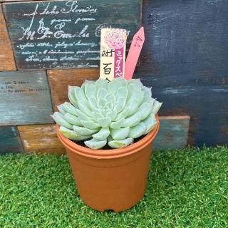 ミックスベリア 百合牡丹 現物商品