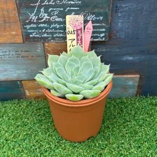 ミックスベリア アルバートチワワ  現物商品