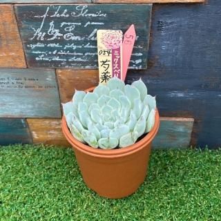 ミックスベリア 芍薬牡丹 現物商品