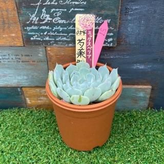 ミックスベリア 芍薬牡丹 現物商品