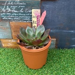 ミックスベリア 紅手鞠  現物商品