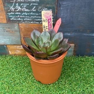 ミックスベリア 紅手鞠  現物商品