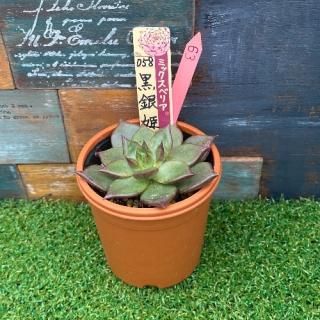 ミックスベリア 黒銀姫 現物商品