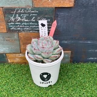 コチョ苗 E.白雪姫×E.チワワエンシスYecora  現物商品