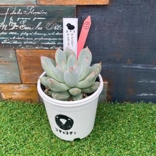 コチョ苗 E.turgida× E.colorata Tapalpa  現物商品