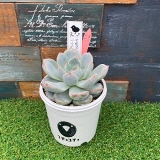 コチョ苗 E.turgida× E.ラウリンゼ 現物商品