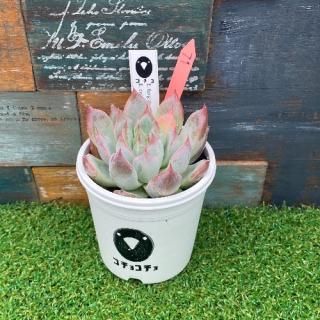 コチョ苗 E.turgida× E.colorata Tapalpa  現物商品